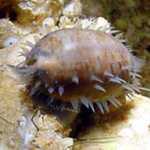 Cypraea Eglantina off Saipan in cave by Martin Dalsaso 